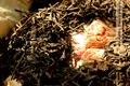 走访云南茶人系列集（一）：藏在普洱熟茶里的一段陈香往事——陈佩仁