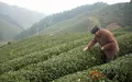 貴州雷山毛克翕茶葉研究所-介紹