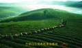 云南古茶山茶业公司有机茶园的管理