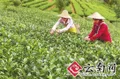 2012年云南省加大对茶产业的扶持力度