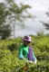 吉盛祥普洱茶生态文化产业园风景