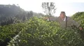 普洱茶栽培的关键技术