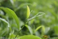 正在酝酿ISO绿茶国际标准