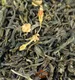 滇绿普洱茶与滇青（晒青）普洱茶有何区别？