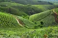 优质茶园的垦植与管理技术