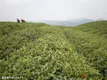茶园规划--我国植茶的生态条件适宜区域