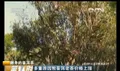 [CCTV2第一时间]翻身的普洱茶视频