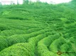 台湾研究发现：茶园种植香茅草有助驱离茶树害虫