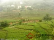 浙江省部分茶区茶园土壤中硼含量及影响因素研究