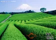 仙湖名优绿茶生产技术研究及产业化