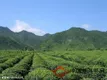 西部万亩超保鲜绿茶产业化开发工业化加工项目