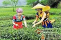 云南：世界茶树的原产地