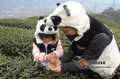 天价“熊猫茶”春茶三月首采，每斤近22万元