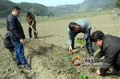 湖北竹山县：竹坪乡新建无性系茶叶基地开始栽植