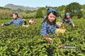 春茶本周大规模开采 新茶量增价不增 