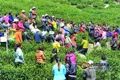 今年余杭径山茶产量将有所增长 品质优于去年