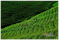掌握茶叶采摘周期