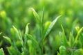 绿茶栽培技术注意事项