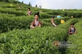春茶的种植技术