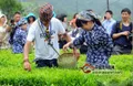 三峡茶文化艺术节开幕 中外游客共享采茶之趣