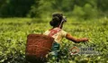印度阿萨姆红茶因气候原因面临产量危机