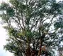 野生型茶树种质资源之一邦崴大茶树