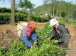 云南沧源茶产业有序推进  建成生态茶园近15万亩