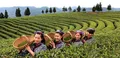 中国茶叶通过深加工走上转型之路