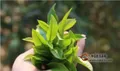 解析普洱茶工艺制作—鲜叶的采摘