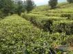 镇康县2015年实现茶叶产值14197万元