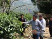 加强农业服务体系建设，助推芒市茶产业发展