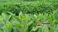 美国部分农场开始种植高价茶叶，已加入抢攻特殊茶叶市场