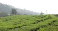 玉溪新平春茶开园采摘  茶农采茶增收效果显著