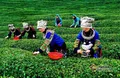 2016贵州国际茶文化节暨茶博会将于4月18日召开
