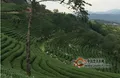 茶产业重点县推介——南涧县