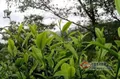 普洱茶：一年茶三年药七年宝