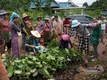 勐腊县加快2万亩生态茶园建设，促进茶叶产业持续发展