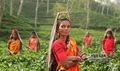 开了挂的茶叶大国——印度