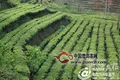 凤庆茶叶面积30万亩，把茶产业打造成为靓丽名片
