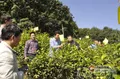 景洪市2016年茶叶标准化创建项目通过州级验收