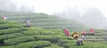 茶园管理如何才能提高茶叶品质