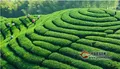 云南德宏州质监局走进企业  推介普洱茶地标