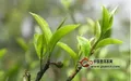 2017年春茶播報:云南各茶山早春茶開采情況介紹