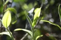 茶叶采摘技术标准：深度解析如何科学采摘春茶及夏秋茶叶