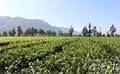 临沧茶叶毛茶产量、精制茶产量、平均亩产量稳居全省第一位