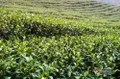 普洱茶制作工艺之摊放和萎凋的区别