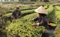 沧源县2017第一季度茶园总面积达106712亩，农业总产值2114.61万元