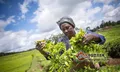 揭秘肯尼亚红茶王国：2020年出口将增长20% 达到50万吨