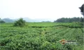 临沧市四个县被列入全国茶叶优势区域百强县