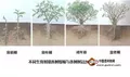 云茶大典：茶树不同生长阶段的特征